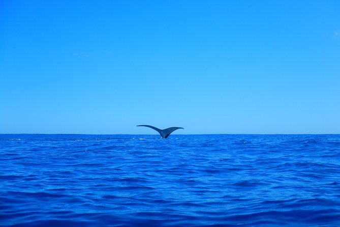 Half day whale tour 4h00 - How much value do you get for $191.91?