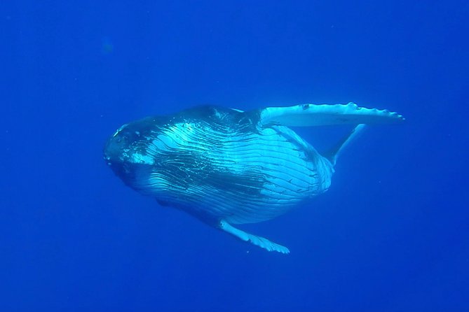 Half day whale tour 4h00 - Finding whales in open Pacific water