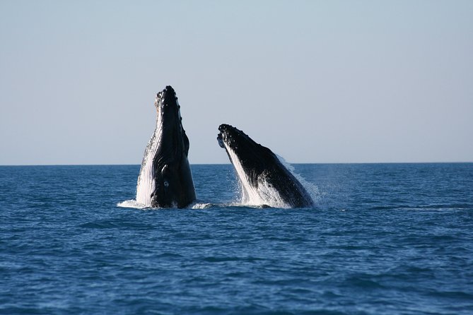 Half-Day Whale Watching Sunset Cruise from Broome - Starting at Cable Beach aboard Ballena