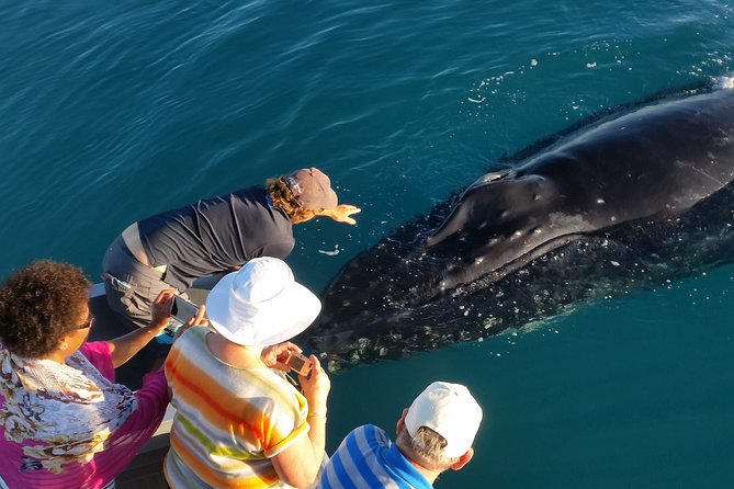 Half-Day Whale Watching Sunset Cruise from Broome - The boom net swim on the way home