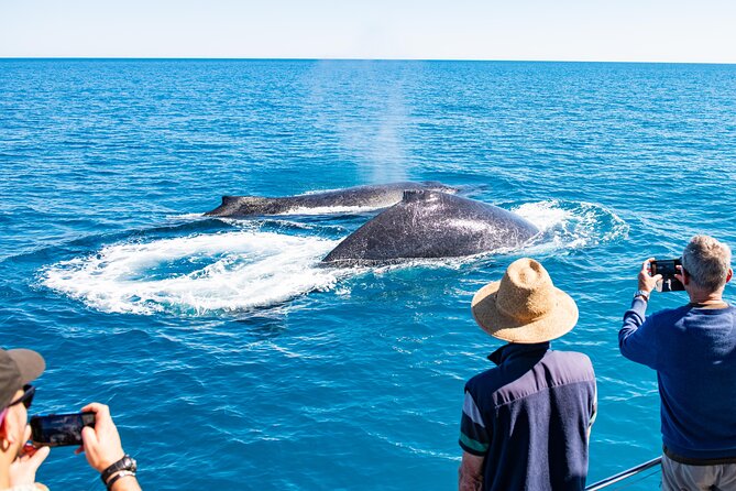 Half-Day Whale Watching Sunset Cruise from Broome - How much value do you get for $125.77?