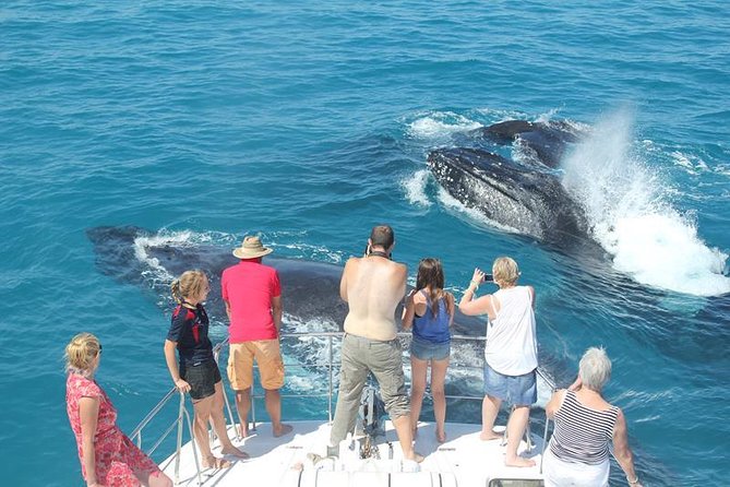 Half-Day Whale Watching Sunset Cruise from Broome - Watching humpbacks on the Broome coast