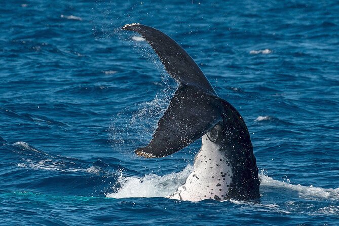 Half-Day Whale Watching Tour from Burnett Heads with Lunch - Why this Burnett Heads whale trip is worth considering