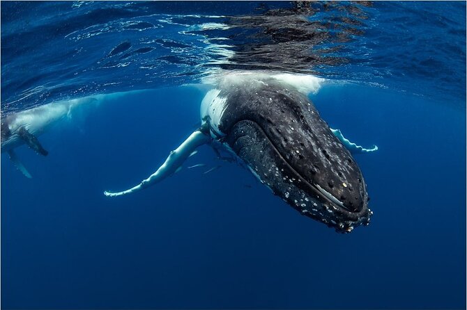 Half-Day Whale Watching Tour from Burnett Heads with Lunch - 9:45am check-in at Bundaberg Port Marina
