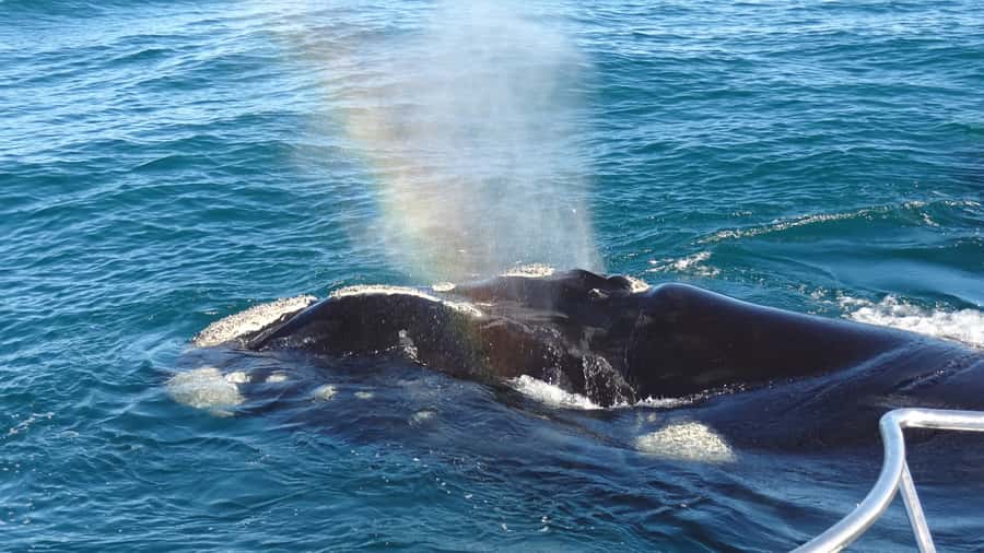 Hermanus: Boat Based Whale Watching Experience - Key points before you book