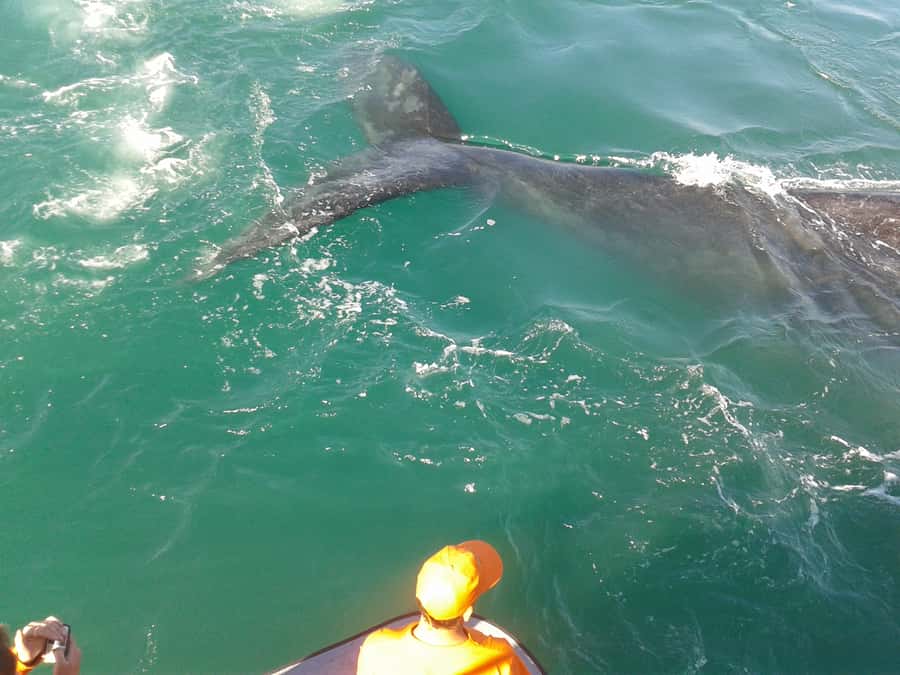 Hermanus: Boat Based Whale Watching Experience - Setting out from Hermanus New Harbour