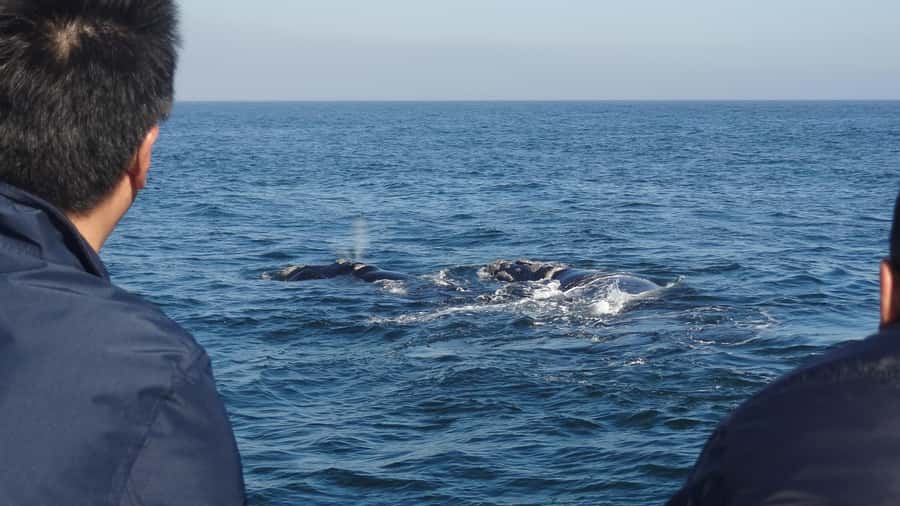 Hermanus: Boat Based Whale Watching Experience - Meeting whales without chasing them