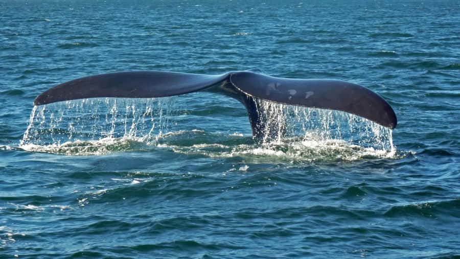 Hermanus: Boat Based Whale Watching Experience - Dolphins, seals, and the wider sea life