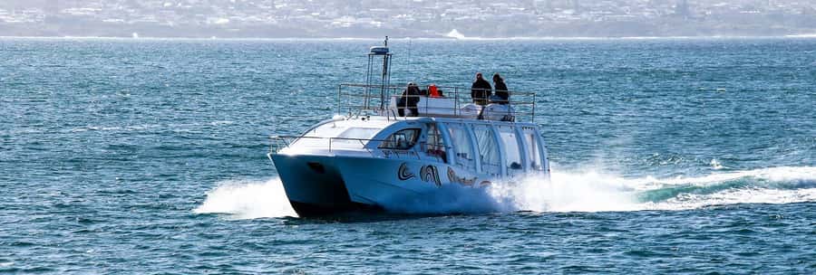 Hermanus: Boat Based Whale Watching Experience - Choosing your date and managing expectations