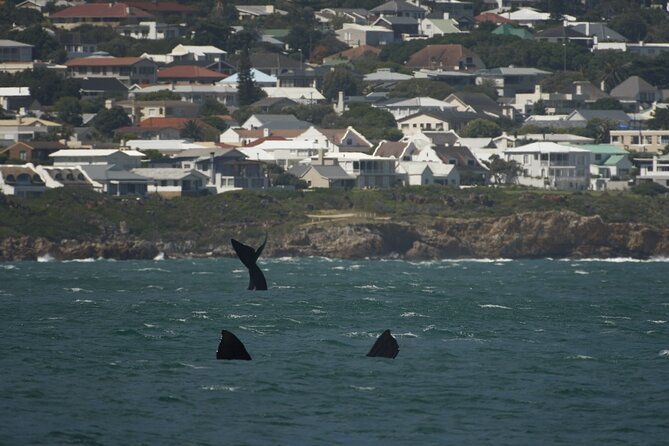 Hermanus Land based Whale Tour with Dave de Beer - What makes Dave de Beer a strong guide