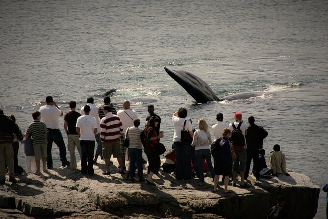 Hermanus Land based Whale Tour with Dave de Beer - The best fit for this Hermanus whale tour