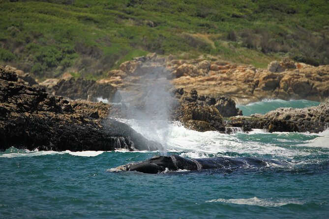 Hermanus Land based Whale Tour with Dave de Beer - How to get the most from the walk