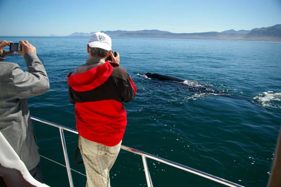 Hermanus: Whale and Dolphin Watching Boat Trip - Setting out from Hermanus, South Africa’s whale-watching center