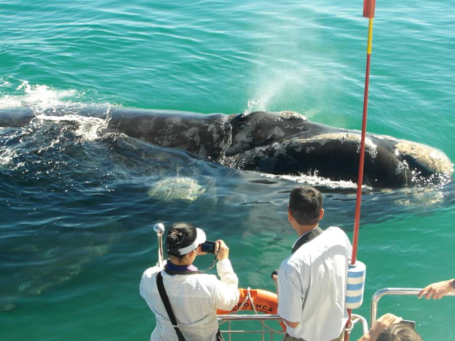 Hermanus: Whale and Dolphin Watching Boat Trip - What happens during the two-hour cruise