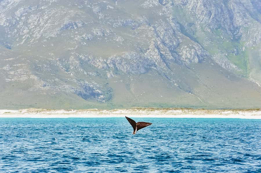 Hermanus: Whale and Dolphin Watching Boat Trip - A catamaran made for viewing, with a few crowding issues