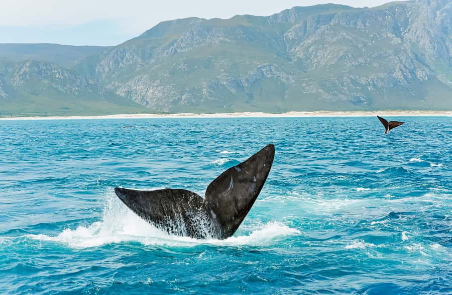 Hermanus: Whale and Dolphin Watching Boat Trip - Choosing the right time and preparing well
