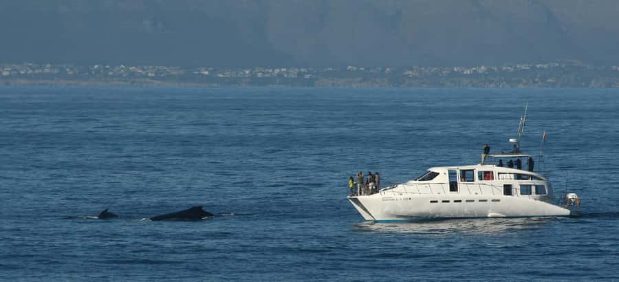 Hermanus: Whale and Dolphin Watching Boat Trip - Who will enjoy this cruise most?