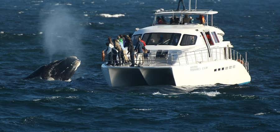 Hermanus: Whale and Dolphin Watching Boat Trip - Southern right whales, dolphins, seals, and more