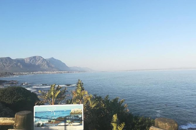 Hermanus Whale Coast Wine Tour (Cape To Grape Wine Tours) - A full day from Cape Town to Hermanus