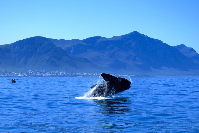Hermanus Whale Coast Wine Tour (Cape To Grape Wine Tours) - Bouchard Finlayson adds a cellar visit