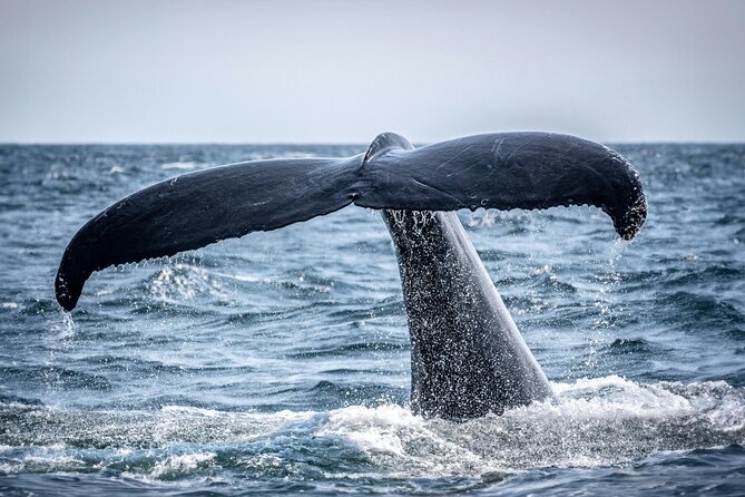 Hermanus Whale Watching and Wine Tasting - What to expect on the Hermanus Waterfront
