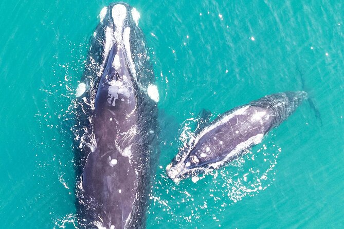 Hermanus Whale Watching and Wine Tasting - Who will enjoy this day most?