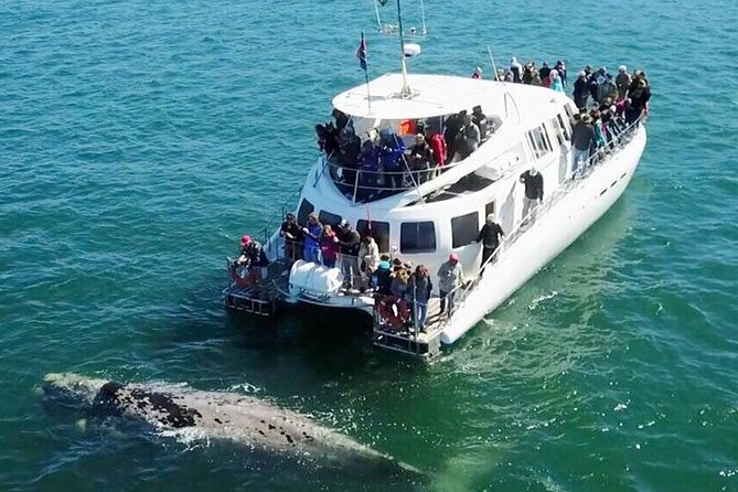 Hermanus Whale Watching and Wine Tasting Private Tour - Key details to know before booking