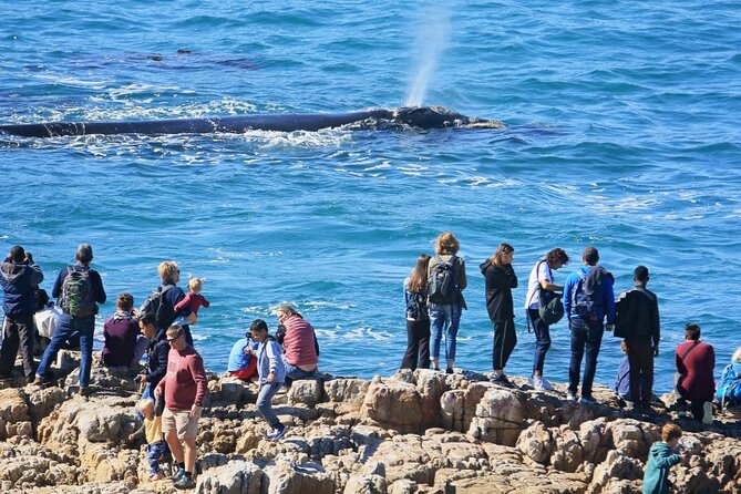 Hermanus Whale Watching and Wine Tasting Private Tour - Why Hermanus makes such a strong day trip