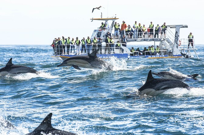 Hermanus Whale Watching and Wine Tasting Private Tour - Thirty minutes with African penguins at Stony Point