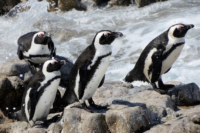 Hermanus Whale Watching and Wine Tasting Private Tour - Returning by Clarence Drive and the Whale Coast Route