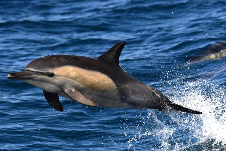 Hermanus: Whale Watching and Wine Testing - Key points to know before booking