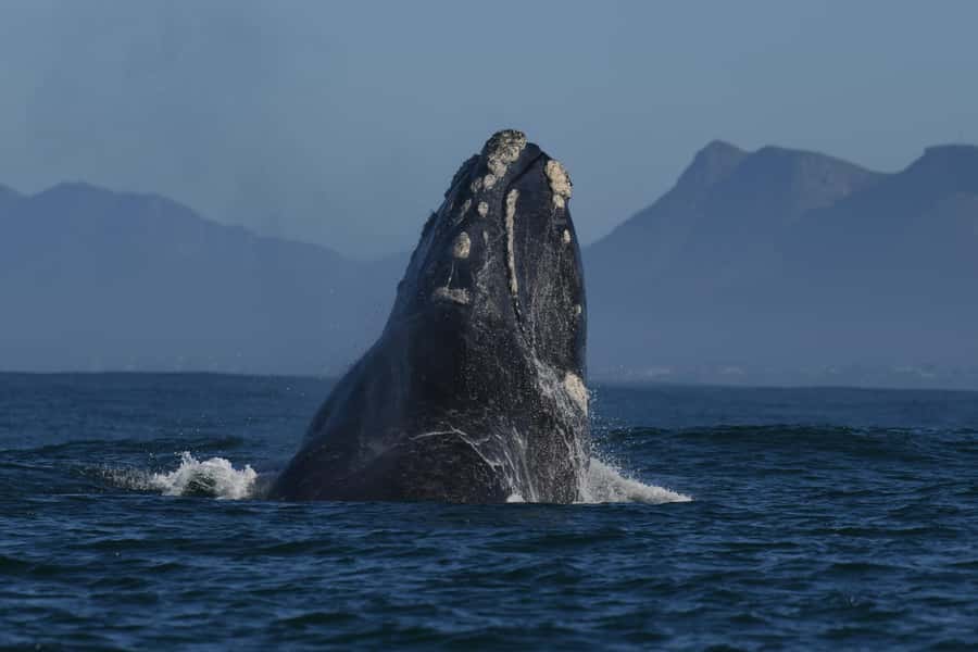 Hermanus: Whale Watching and Wine Testing - Why this pairing works in one eight-hour day