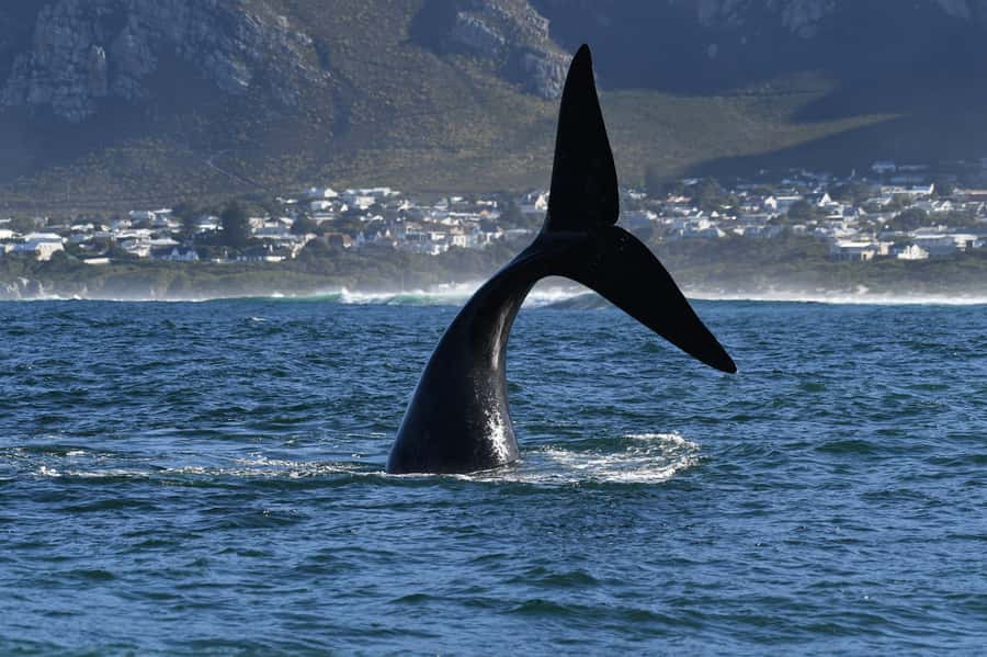 Hermanus: Whale Watching and Wine Testing - Hermanus and the Walker Bay boat ride
