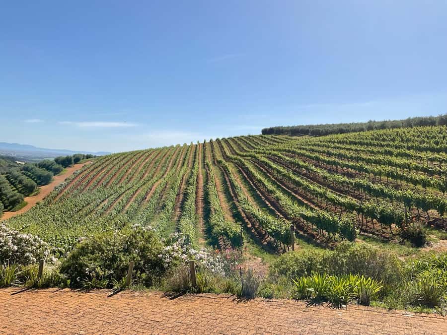 Hermanus: Whale Watching and Wine Testing - Choosing between Benguela Cove and Spier