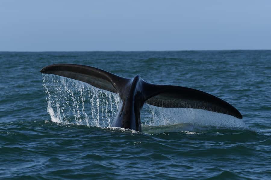 Hermanus: Whale Watching and Wine Testing - Who will enjoy this tour most