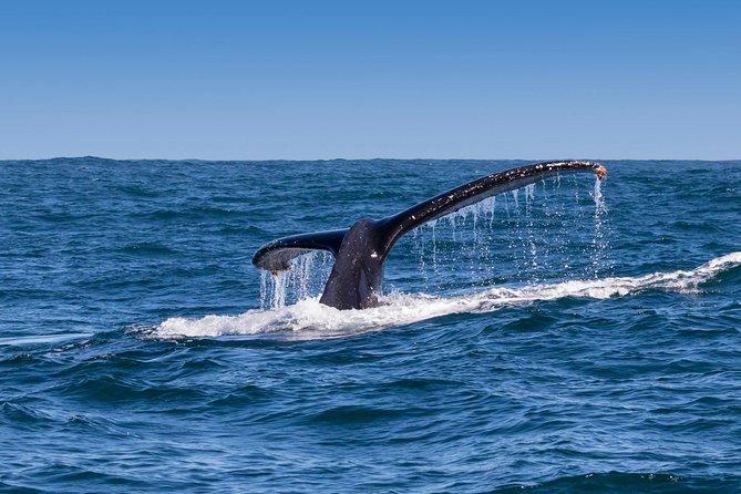 Hermanus Whale Watching & Penguins Shared Tour from Cape Town - A relaxed lunch stop in Hermanus