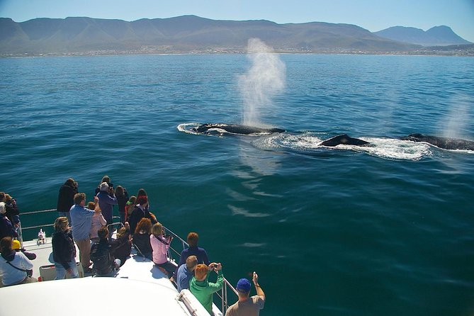 Hermanus Whale Watching & Penguins Shared Tour from Cape Town - Stony Point and the African penguin colony