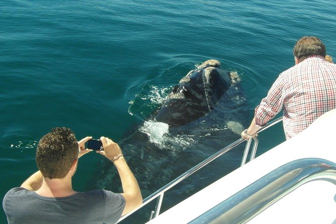 Hermanus Whale Watching & Penguins Shared Tour from Cape Town - What the $144.54 price covers