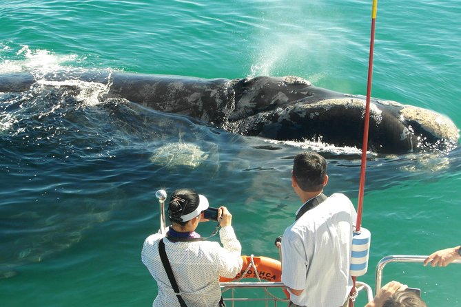Hermanus Whale Watching & Penguins Shared Tour from Cape Town - Booking, cancellation, and weather details