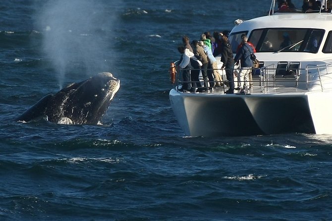 Hermanus Whale Watching Shared Boat Trip and Private Wine Tour from Cape Town - The 6:30 am start from Cape Town
