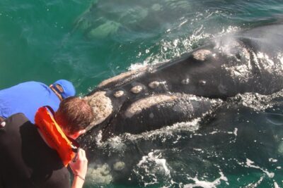 Hermanus Whale Watching Shared Boat Trip and Private Wine Tour from Cape Town