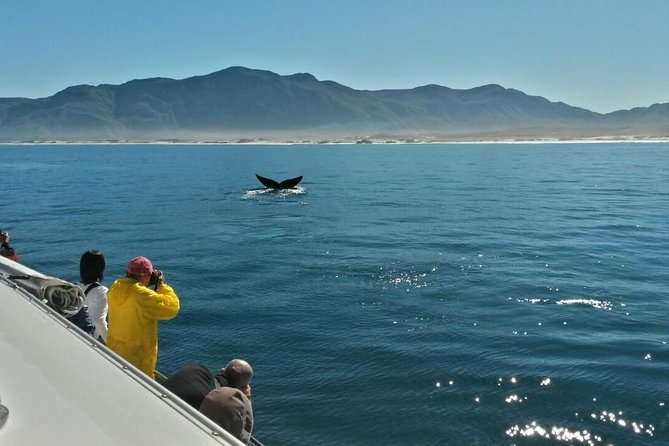 Hermanus Whale Watching Shared Boat Trip and Private Wine Tour from Cape Town - Guides and the value of private transport