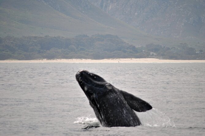 Hermanus Whales and Wine Full Day Private Tour - Who will get the most from this day