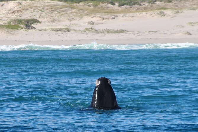 Hermanus Whales and Wine Full Day Private Tour - My call: book it after confirming the whale plan