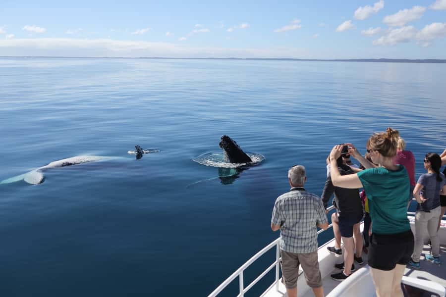 Hervey Bay 4-Hour Whale Watch Encounter - Who should book this whale watch