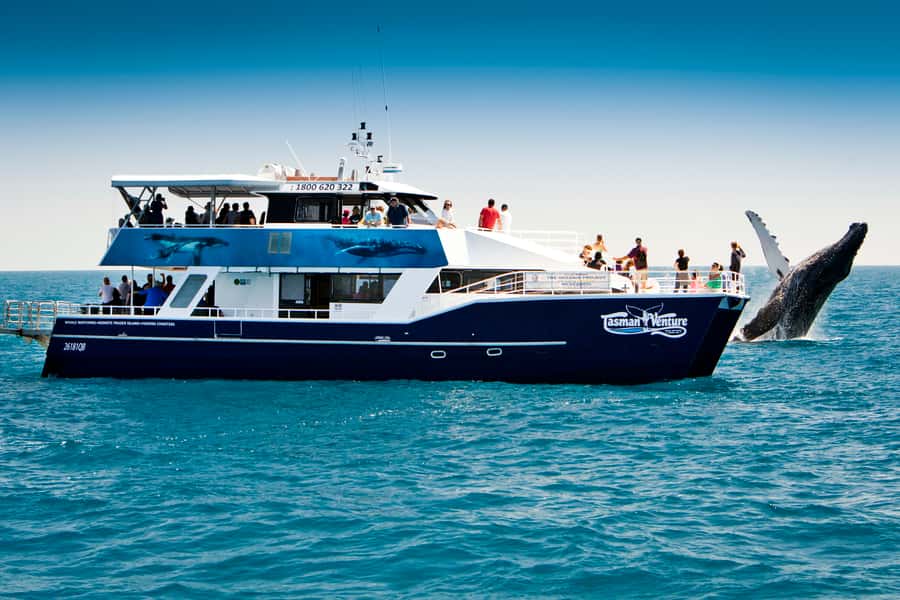 Hervey Bay 4-Hour Whale Watch Encounter - Why Hervey Bay is a fine place to watch humpbacks