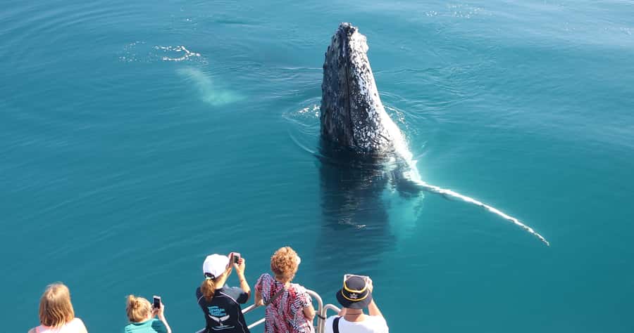 Hervey Bay 4-Hour Whale Watch Encounter - Boarding Tasman Venture