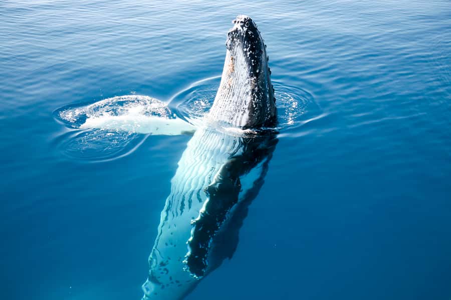 Hervey Bay 4-Hour Whale Watch Encounter - The four-hour route across the bay