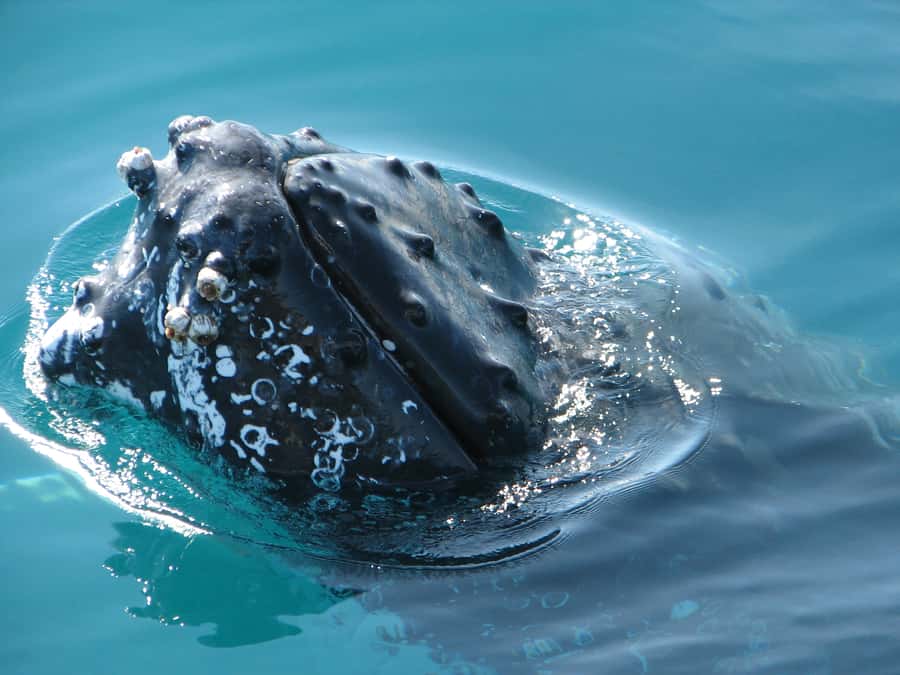 Hervey Bay 4-Hour Whale Watch Encounter - What the commentary adds