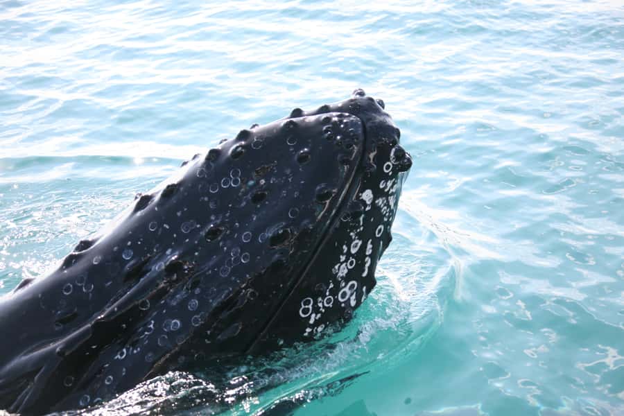 Hervey Bay 4-Hour Whale Watch Encounter - Tea, snacks, and the small comforts